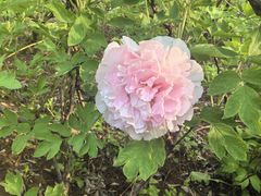 -洛阳市隋唐城遗址植物园