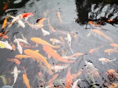 -麦园农庄·西江河鲜