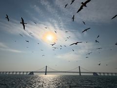 -星海湾跨海大桥