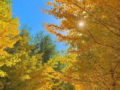 -长白岛森林公园