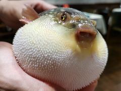 -肆月河豚·新淮扬(金融街店)