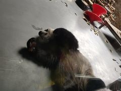 -东莞香市动物园