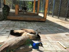 -长白岛森林公园