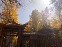 -金塔沙漠胡杨林景区
