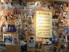 -翊宠yipet猫狗购宠庄园犬舍•猫舍