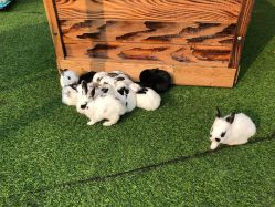 -萌宠亲子动物乐园(槐房万达店)