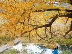 -千年银杏谷文化旅游区