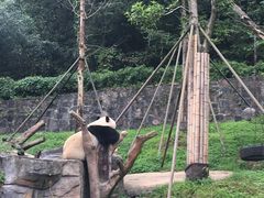 -都江堰中华大熊猫苑