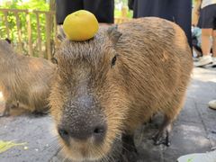 -北京野生动物园