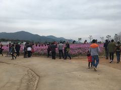 -天适樱花悠乐园
