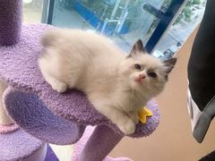 -关爱宠物医院·猫科中心·消化科(滨湖万达分院)