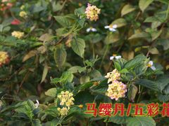 -广西壮族自治区药用植物园