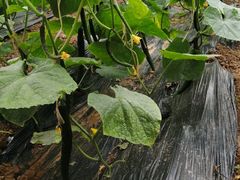 -万源龙顺度假庄园生态观光园