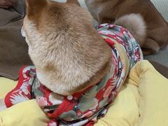 -逗柴咖啡屋·狗咖猫咖宠物桌游