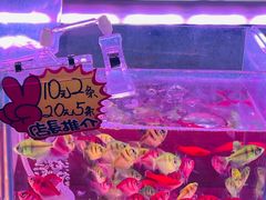 -中环花鸟鱼虫市场