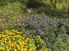 -永定河休闲森林公园