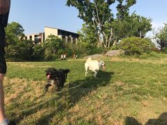 -上海崇明金茂凯悦酒店