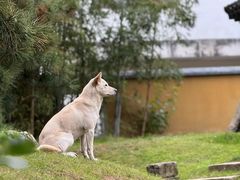 -龙华素斋(龙华路店)