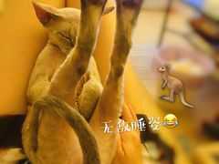 -momokira米努特·德文卷毛猫·棉花面纱犬