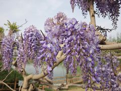 -燕郊植物园