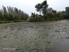 -白鹭湾湿地公园