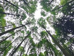 -武陵山森林公园