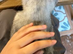 -猫猫幼稚园·撸猫·桌游·电玩