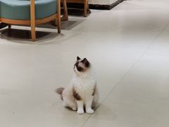 -藏猫猫咖啡主题馆(中央大道店)