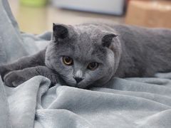 -严国平动物医院(德政总院)