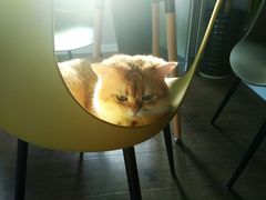 -东方名猫馆·英短金渐层布偶猫舍(环线广场1号楼店)