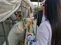 -小鱼草莓采摘园农家乐·小鱼餐厅