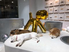 -柴务处·柴犬主题狗咖