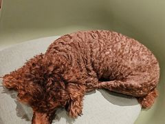 -瑞鹏宠物医院·骨科·猫科·内科(第一中心)