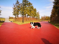 -春花秋色城市公园