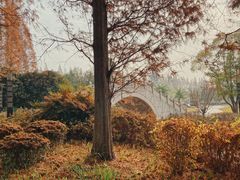-水杉园