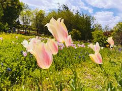 -北京国际鲜花港