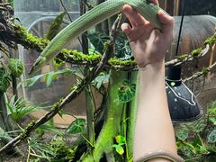 -帕帕拉兹宠物(亚洲旗舰店)