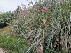 -白鹭湾湿地公园