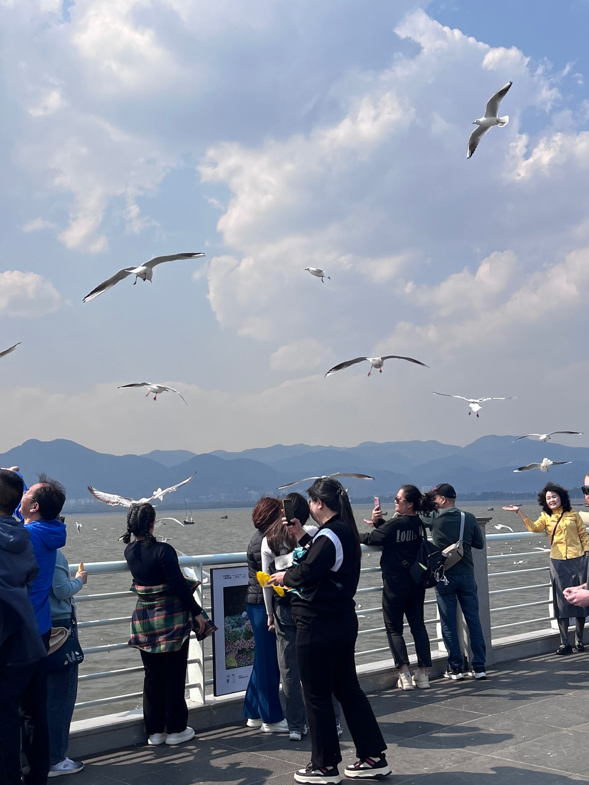 昆明喂海鸥图片