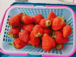 -蓝呗呗蓝莓草莓采摘园(通州区马驹桥店)