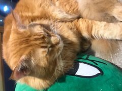 -藏猫猫咖啡主题馆(中央大道店)