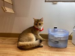 -猫小主咖啡·猫咖cat cafe(福田店)