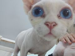 -喵的天空名猫咖啡馆·撸猫·猫舍·用品