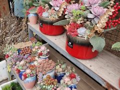 -龙大花卉苗木市场