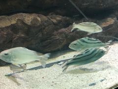 -苏州海洋馆