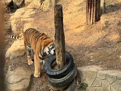 -大连森林动物园