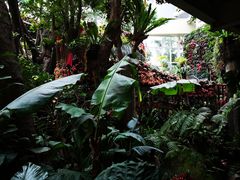 -正佳雨林生态植物园