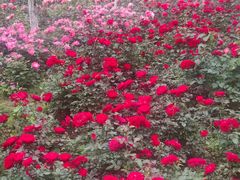 -花溪公园