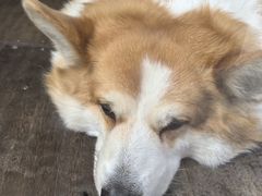 -肥朵食堂(带梦胡同店)