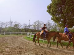 -杭州湾海上花田景区